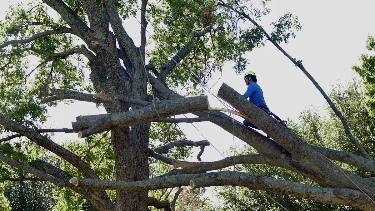 Professional Hazardous Tree Removal performed by certified arborists in Amboy