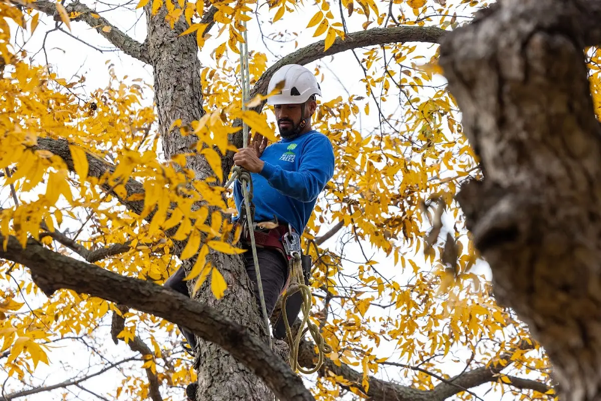 Skilled Tree Pruning crew working in Amboy